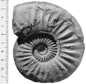 Alsó-Triász Ammonitesz Kínából, Fotó: H. Bucker